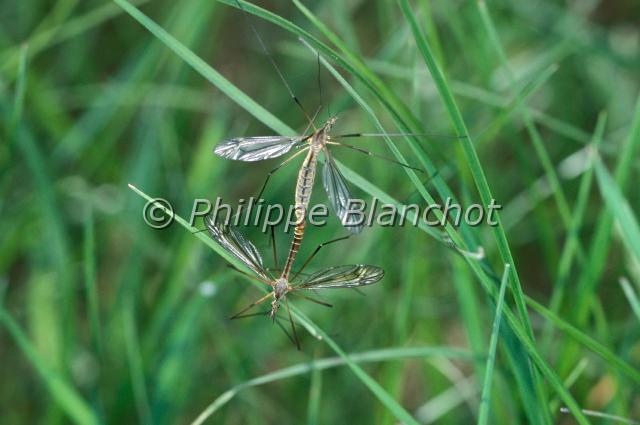 nephrotoma appendiculata 2.JPG - Nephrotoma appendiculataAccouplement de tipulesDiptera, TipulidaeFrance